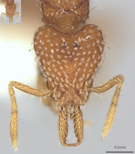 Strumigenys louisianae - CASENT4036206