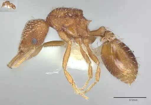 Strumigenys louisianae - CASENT4036206