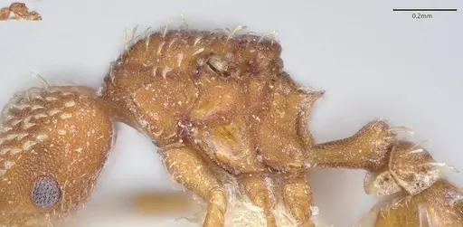 Strumigenys louisianae - CASENT4036206