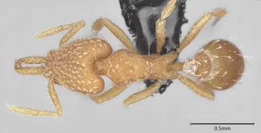 Strumigenys louisianae - CASENT4036209