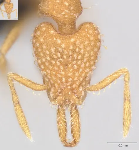 Strumigenys louisianae - CASENT4036209