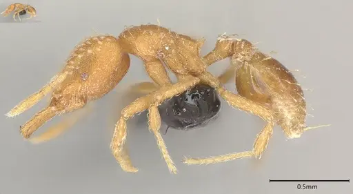 Strumigenys louisianae - CASENT4036209