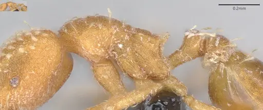 Strumigenys louisianae - CASENT4036209