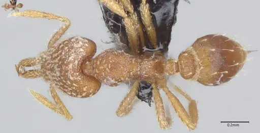 Strumigenys louisianae - CASENT4036210