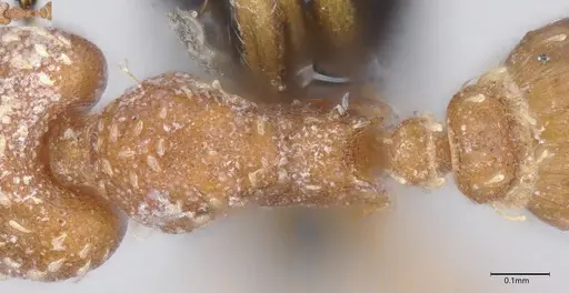 Strumigenys louisianae - CASENT4036210