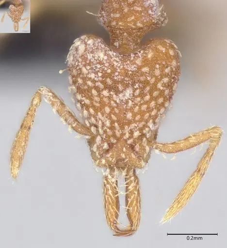 Strumigenys louisianae - CASENT4036210