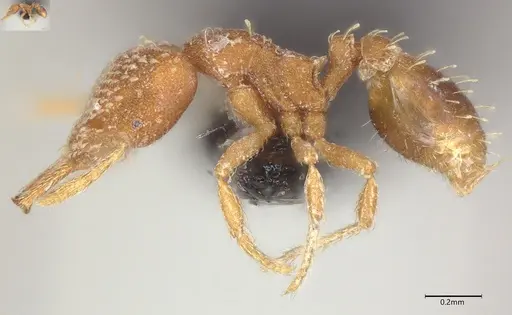 Strumigenys louisianae - CASENT4036210