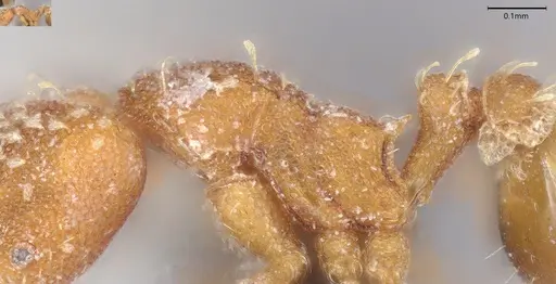 Strumigenys louisianae - CASENT4036210