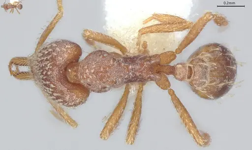 Strumigenys louisianae - CASENT4036211