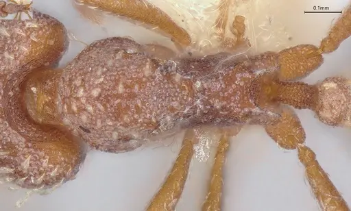 Strumigenys louisianae - CASENT4036211