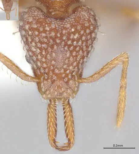 Strumigenys louisianae - CASENT4036211