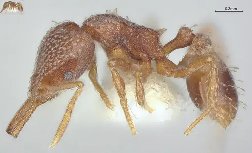 Strumigenys louisianae - CASENT4036211