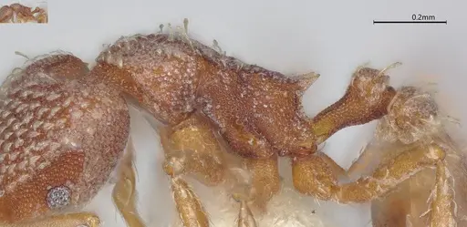 Strumigenys louisianae - CASENT4036211