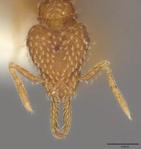 Strumigenys louisianae - CASENT4036212