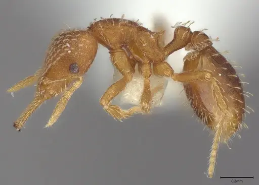 Strumigenys louisianae - CASENT4036212