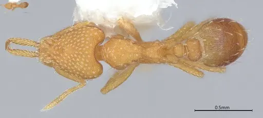 Strumigenys louisianae - CASENT4036213