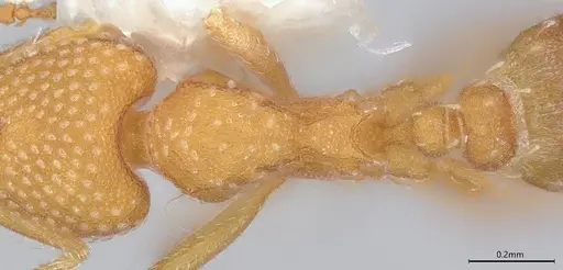 Strumigenys louisianae - CASENT4036213