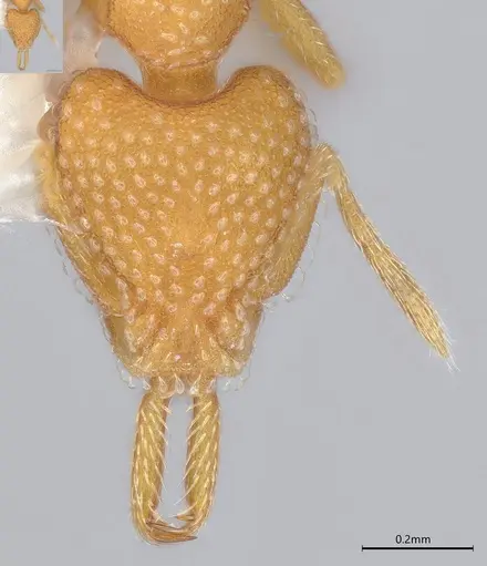 Strumigenys louisianae - CASENT4036213