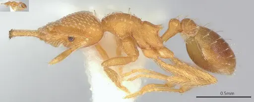 Strumigenys louisianae - CASENT4036213