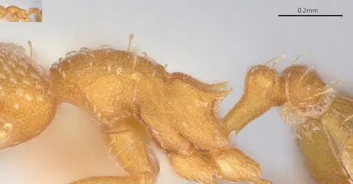 Strumigenys louisianae - CASENT4036213