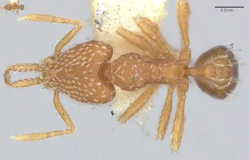 Strumigenys louisianae - CASENT4036214