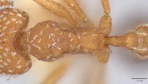 Strumigenys louisianae - CASENT4036214