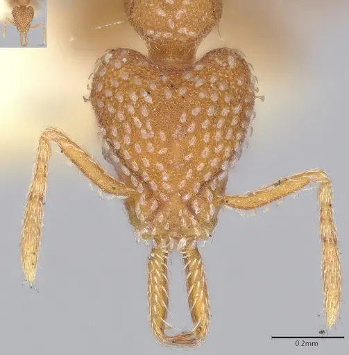 Strumigenys louisianae - CASENT4036214