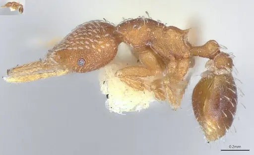 Strumigenys louisianae - CASENT4036214