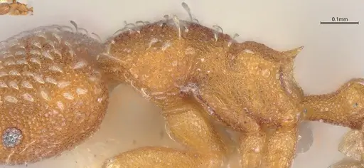 Strumigenys louisianae - CASENT4036214