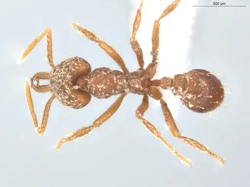 Strumigenys louisianae - ECOFOG-CGR20-0078-19