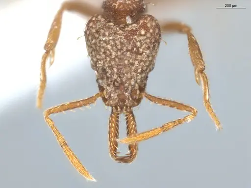 Strumigenys louisianae - ECOFOG-CGR20-0078-19