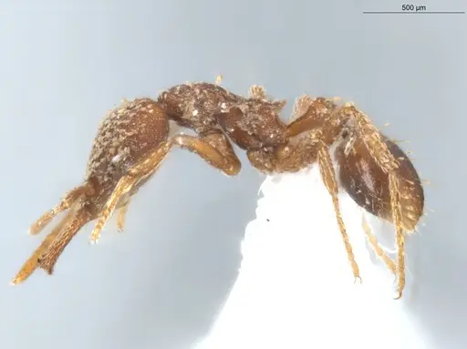 Strumigenys louisianae - ECOFOG-CGR20-0078-19