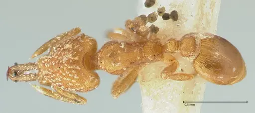 Strumigenys louisianae - FOCOL2163