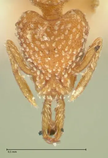 Strumigenys louisianae - FOCOL2163