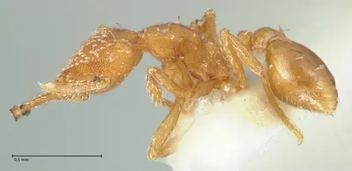 Strumigenys louisianae - FOCOL2163