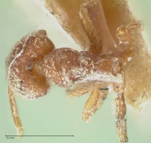 Strumigenys louisianae - FOCOL2164