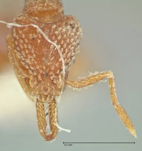 Strumigenys louisianae - FOCOL2164