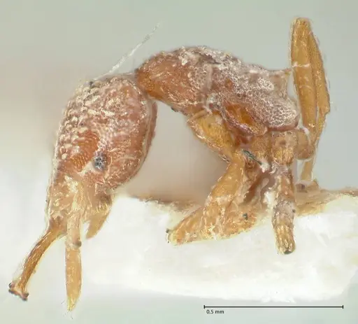 Strumigenys louisianae - FOCOL2164