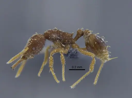 Strumigenys louisianae - IAVH-E-264030