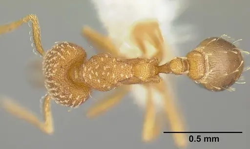 Strumigenys louisianae - JTLC000006423