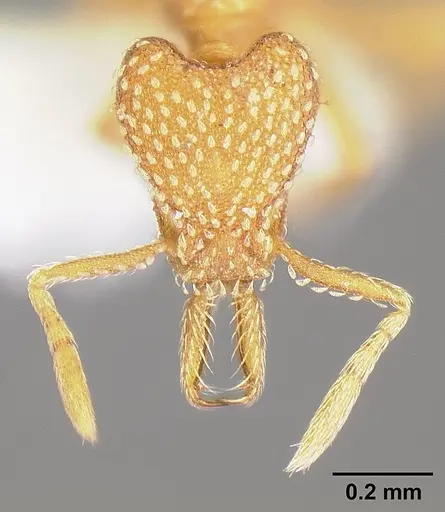 Strumigenys louisianae - JTLC000006423