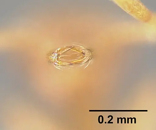 Strumigenys louisianae - JTLC000006423