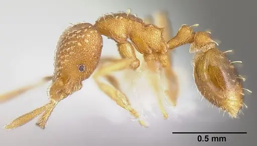 Strumigenys louisianae - JTLC000006423