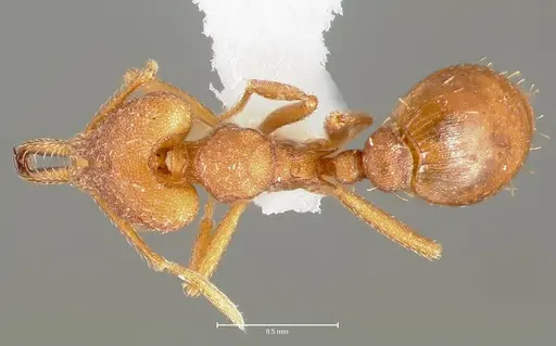 Strumigenys luca specimen