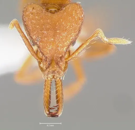 Strumigenys luca specimen