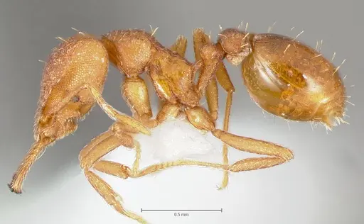 Strumigenys luca specimen