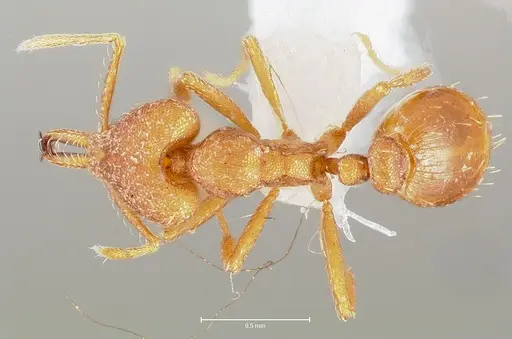 Strumigenys luca - CASENT0005582