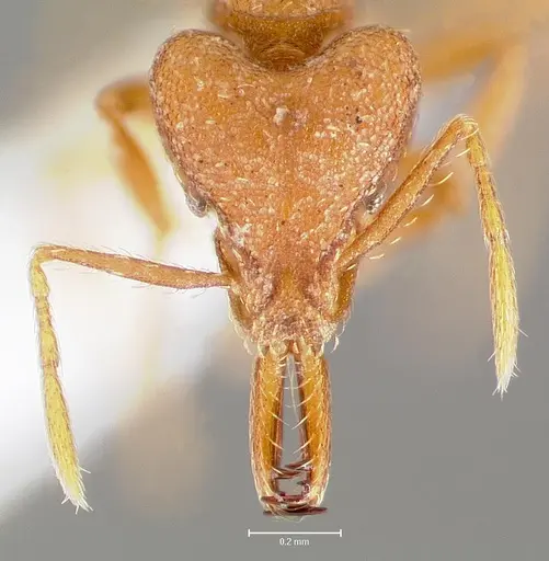 Strumigenys luca - CASENT0005582