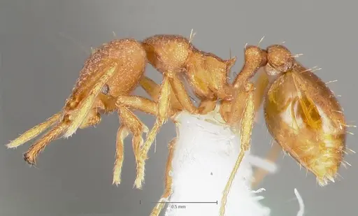 Strumigenys luca - CASENT0005582