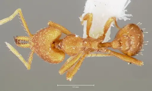 Strumigenys luca - CASENT0005583